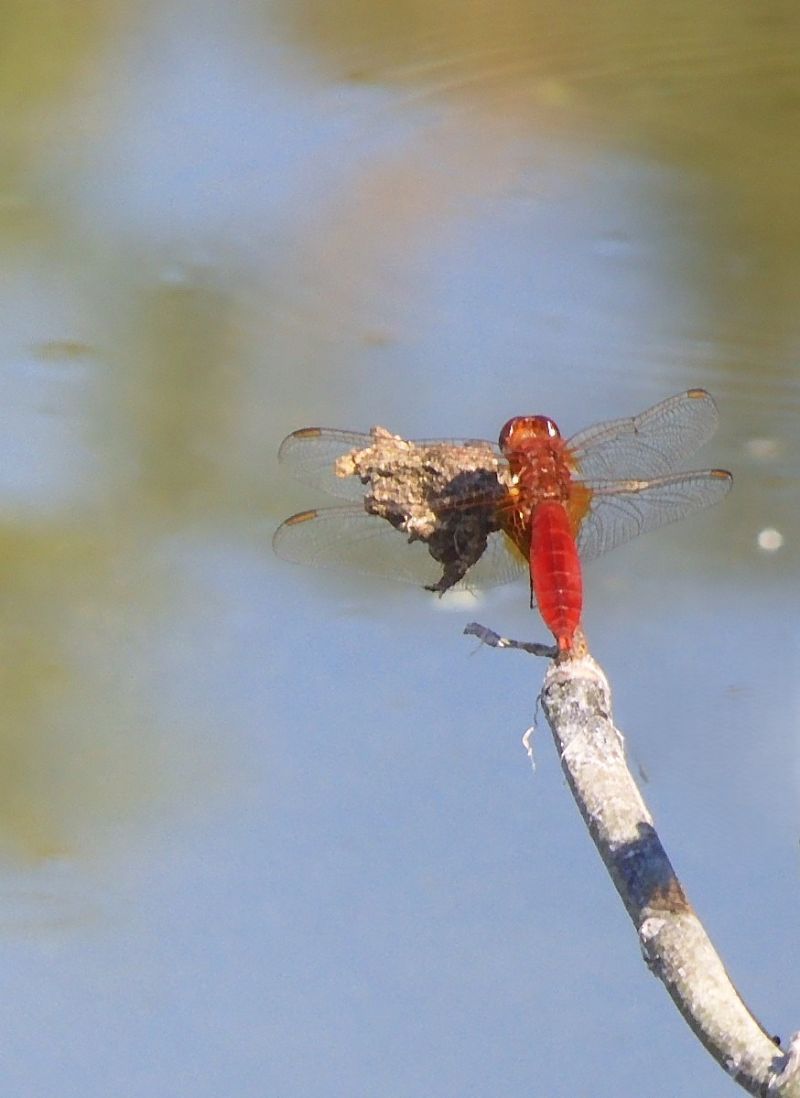 Crocothemis erythraea  - Maria Rita Gelso