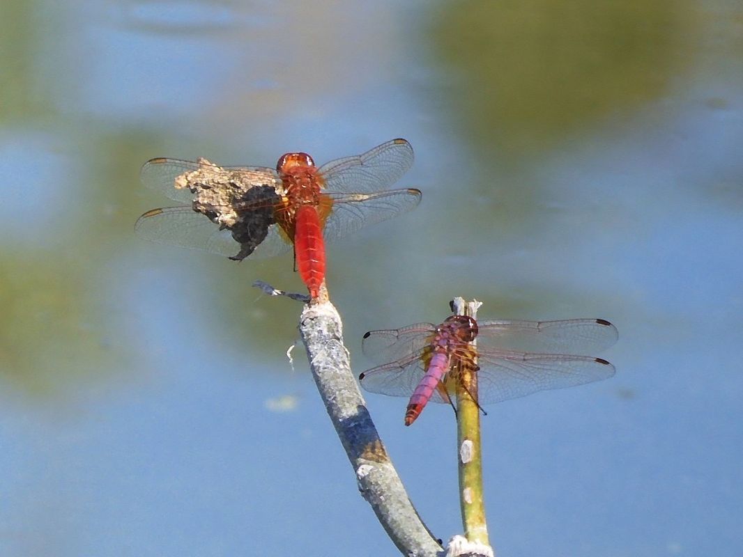 Trithemis annulata  - Maria Rita Gelso
