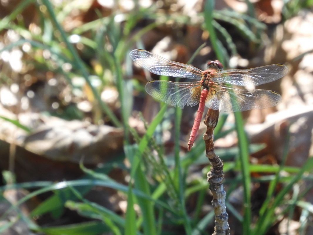 Sympetrum fonscolombei  - Maria Rita Gelso