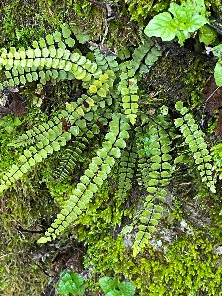 Asplenium trichomanes  - Maria Rita Gelso