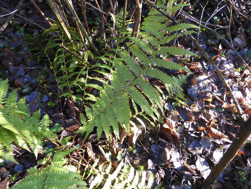 Dryopteris filix-mas  - Maria Rita Gelso