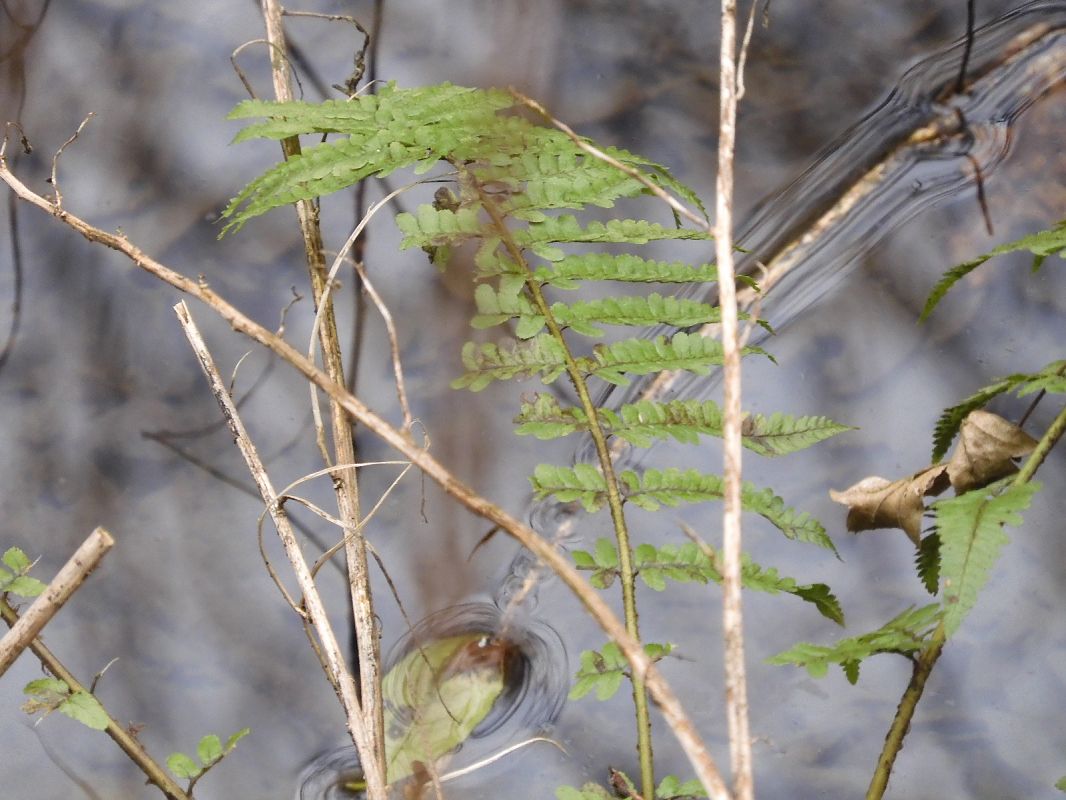 Polystichum setiferum  - Maria Rita Gelso