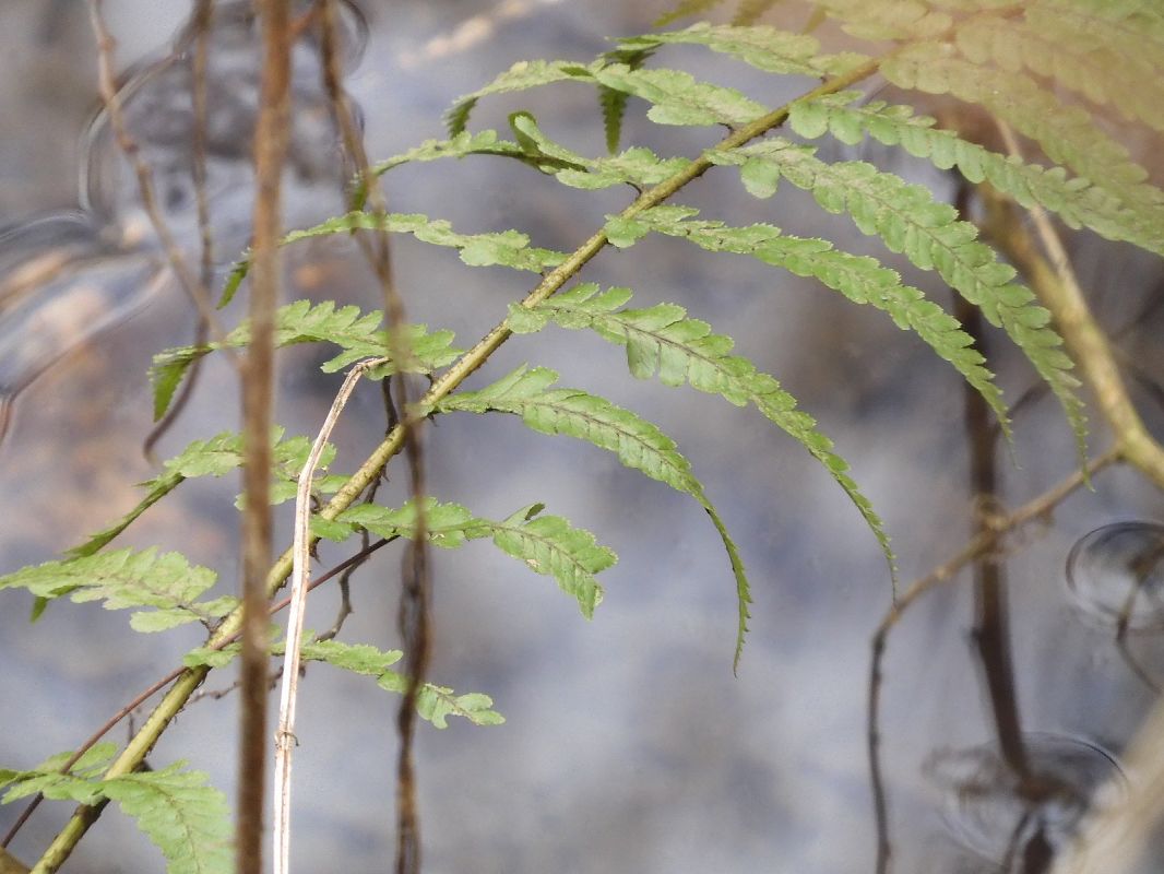 Polystichum setiferum  - Maria Rita Gelso