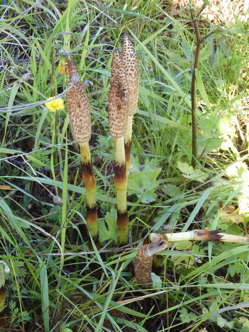 Equisetum telmateia  - Maria Rita Gelso