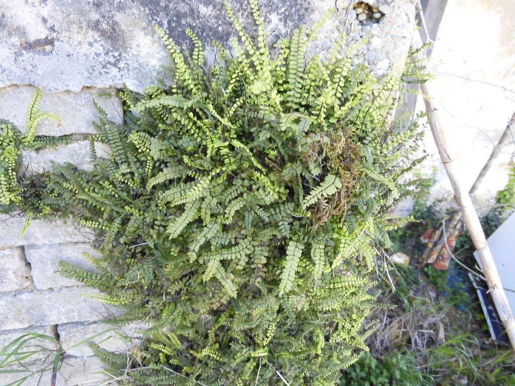 Asplenium trichomanes  - Maria Rita Gelso