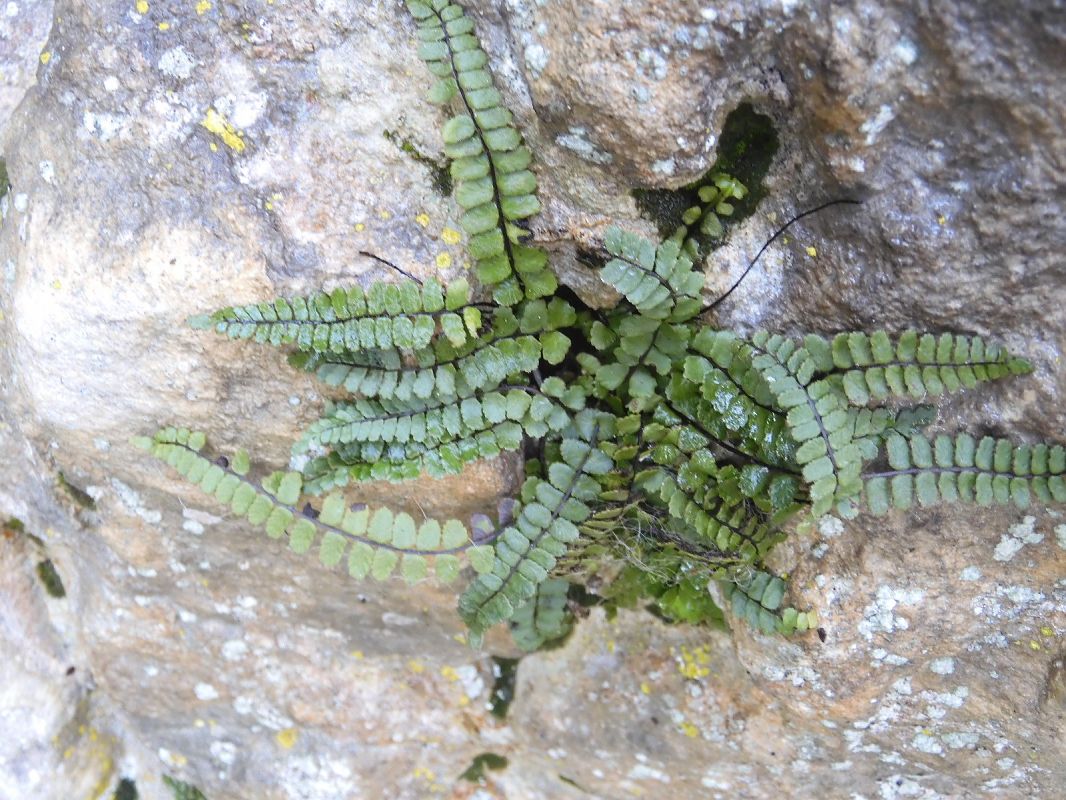 Asplenium trichomanes  - Maria Rita Gelso