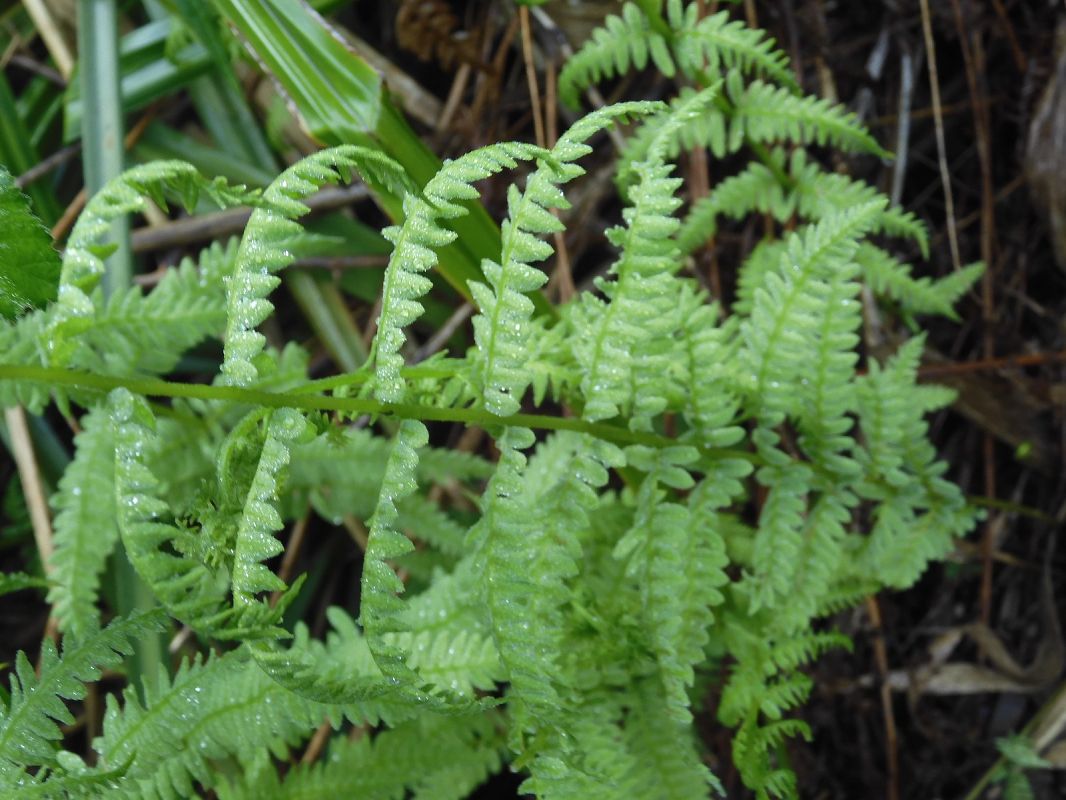 Thelypteris palustris  - Maria Rita Gelso