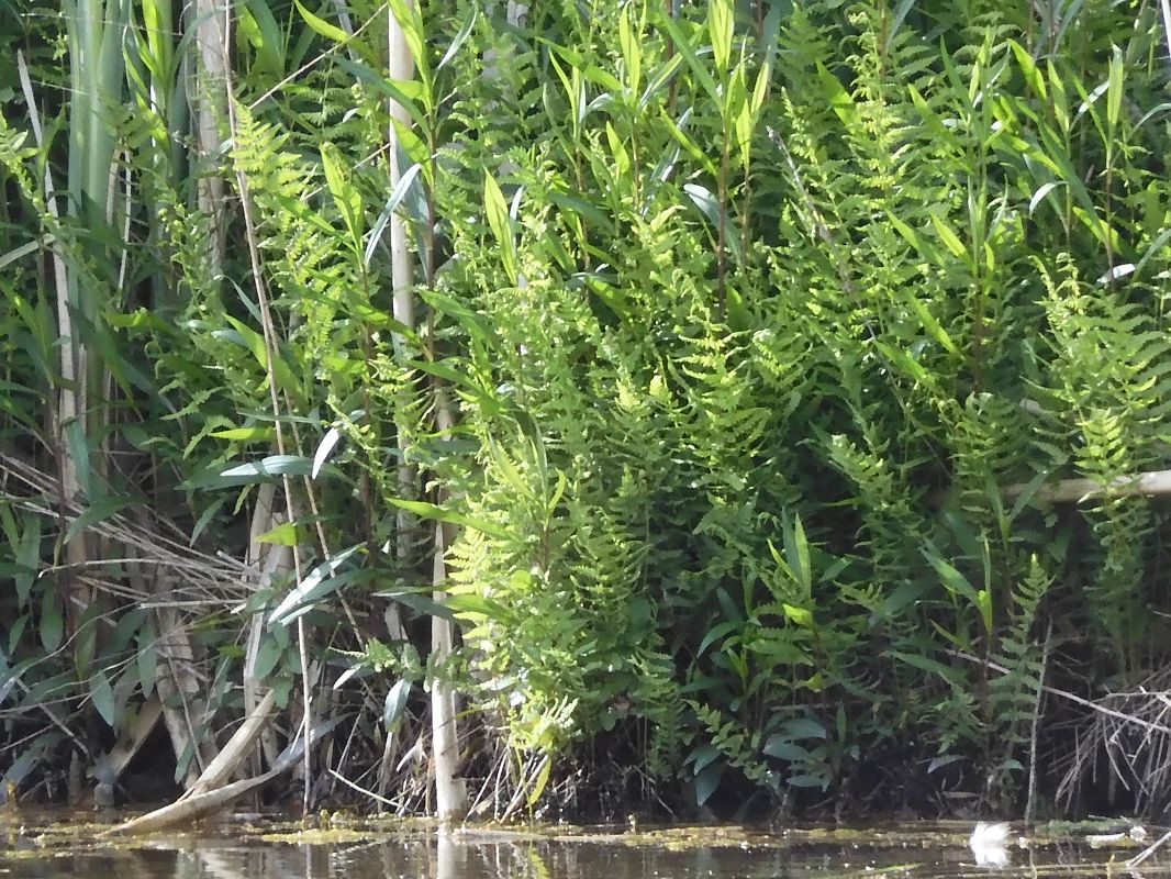 Thelypteris palustris  - Maria Rita Gelso