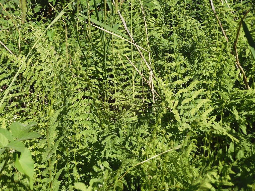 Thelypteris palustris  - Maria Rita Gelso