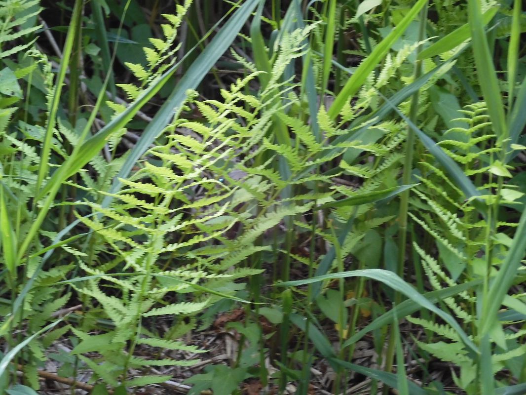 Thelypteris palustris  - Maria Rita Gelso