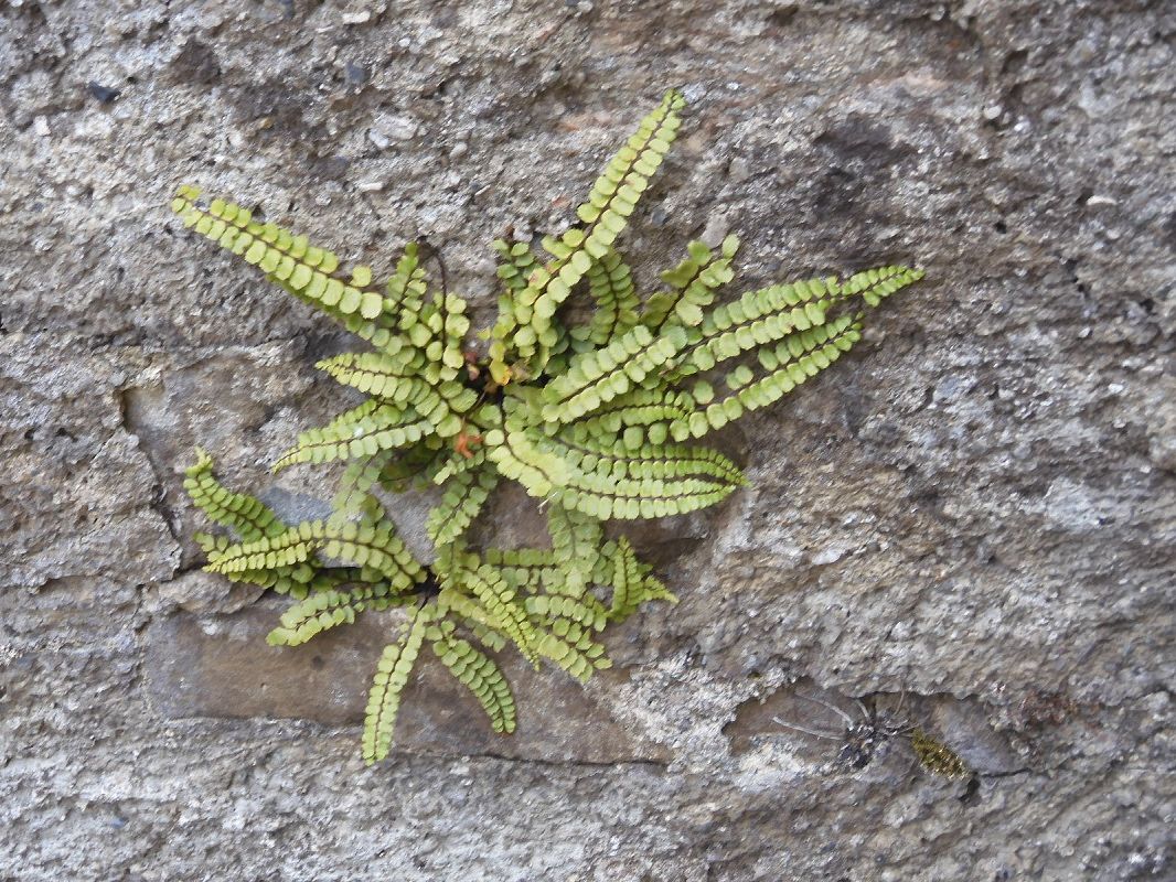 Asplenium trichomanes  - Maria Rita Gelso