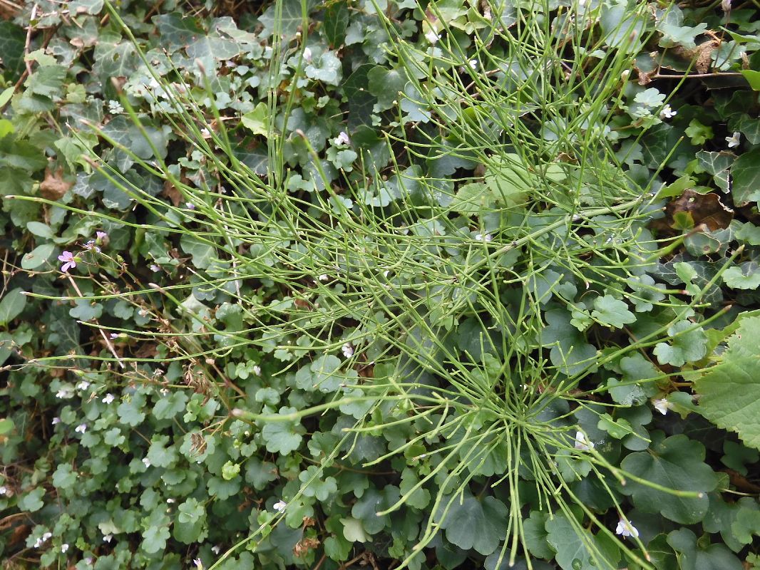Equisetum arvense  - Maria Rita Gelso