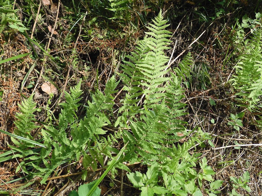 Thelypteris palustris  - Maria Rita Gelso