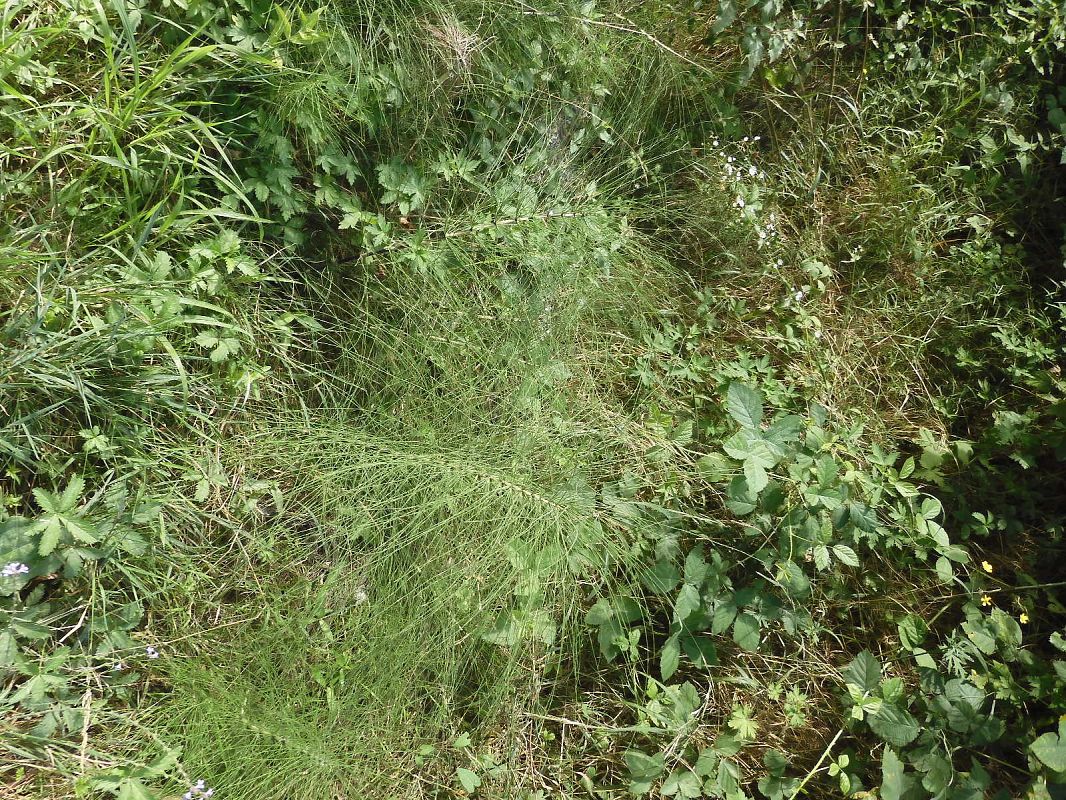 Equisetum telmateia  - Maria Rita Gelso