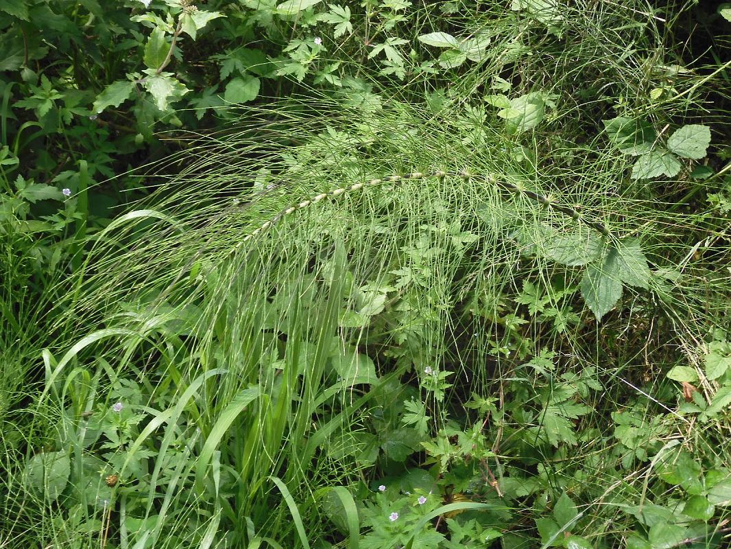 Equisetum telmateia  - Maria Rita Gelso
