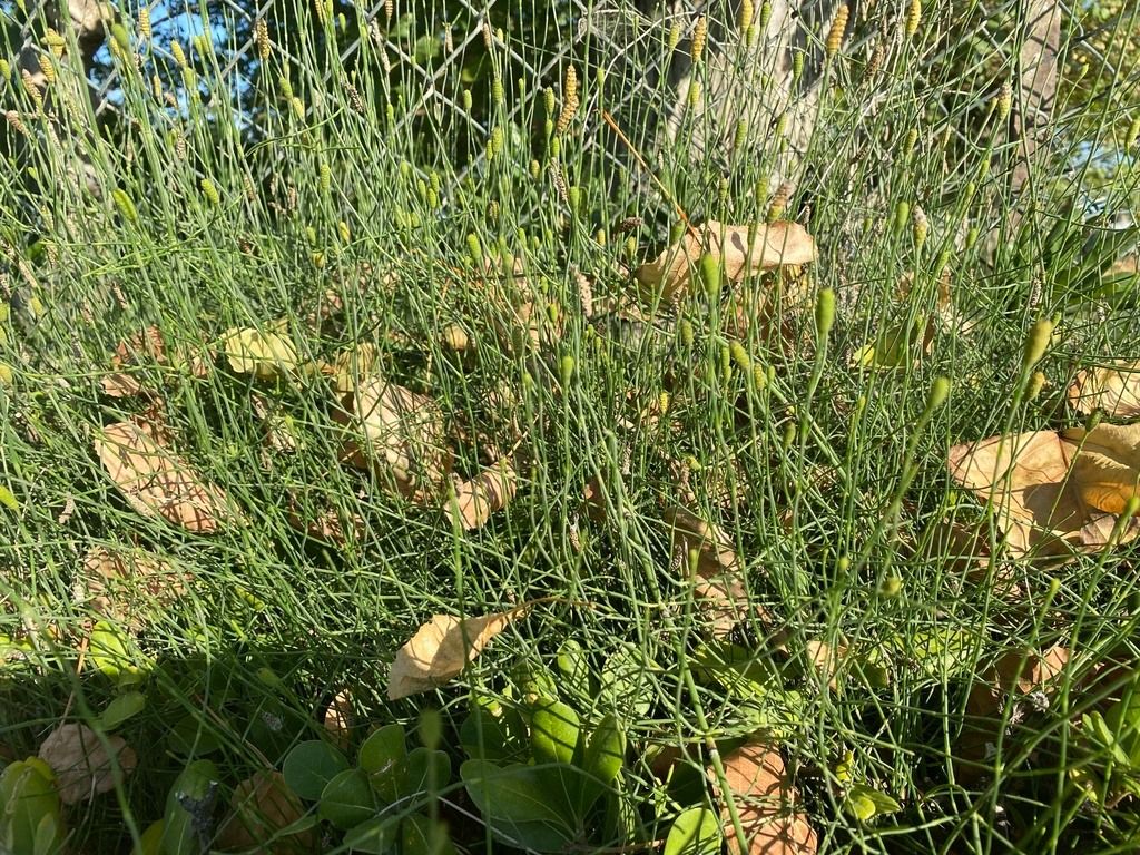 Equisetum ramosissimum  - Maria Rita Gelso
