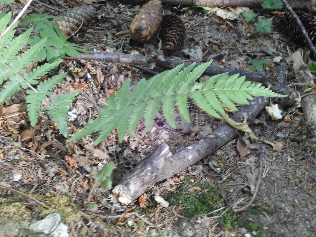 Polystichum setiferum  - Maria Rita Gelso