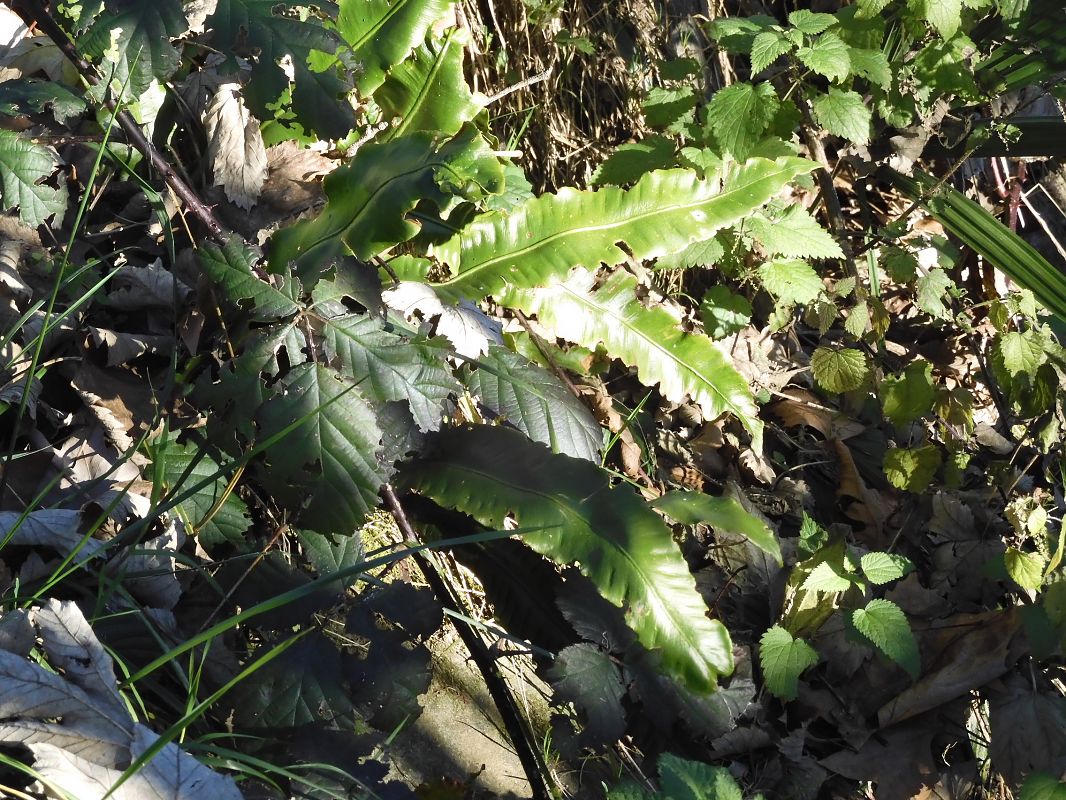 Asplenium scolopendrium  - Maria Rita Gelso