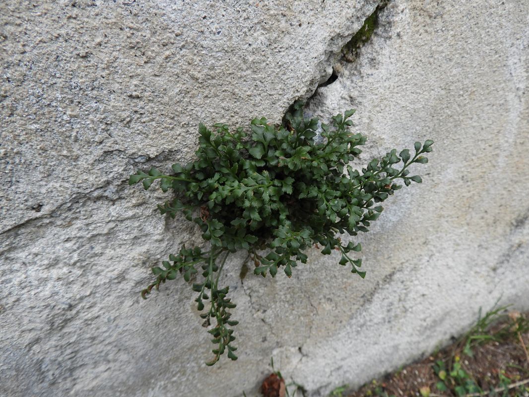 Asplenium ruta-muraria  - Maria Rita Gelso
