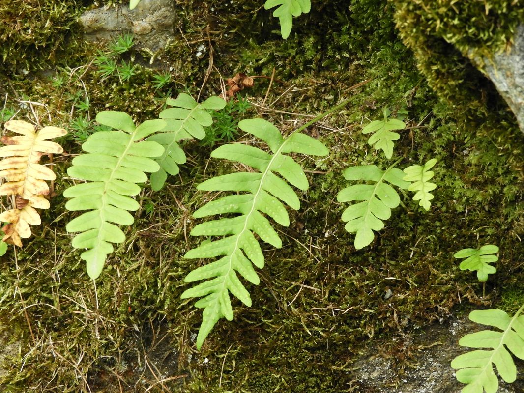 Polypodium vulgare  - Maria Rita Gelso