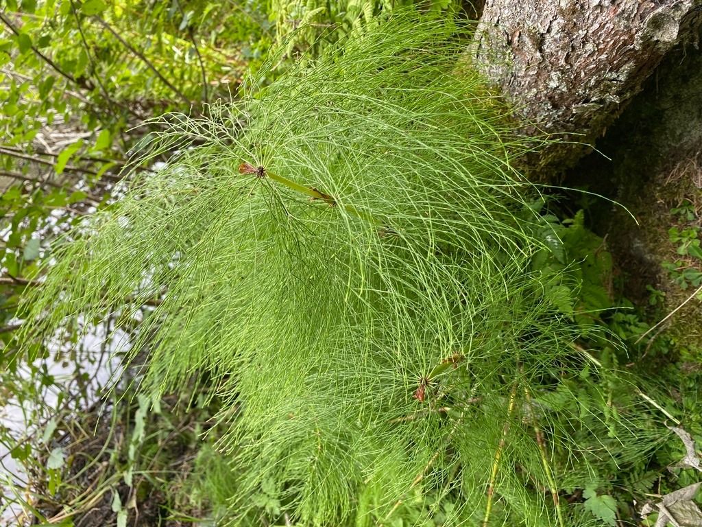 Equisetum sp.  - Maria Rita Gelso