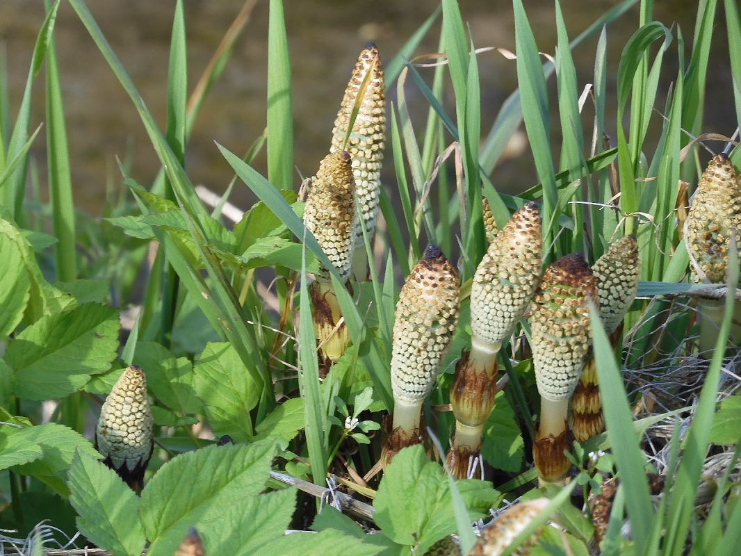 Equisetum telmateia  - Maria Rita Gelso