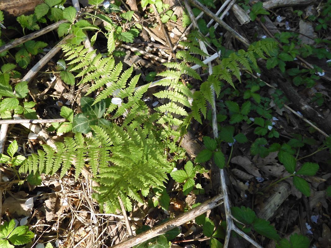 Athyrium filix-femina  - Maria Rita Gelso