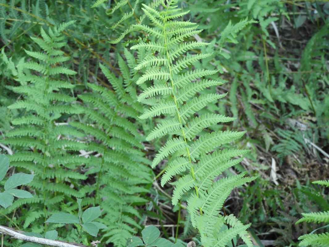 Thelypteris palustris  - Maria Rita Gelso
