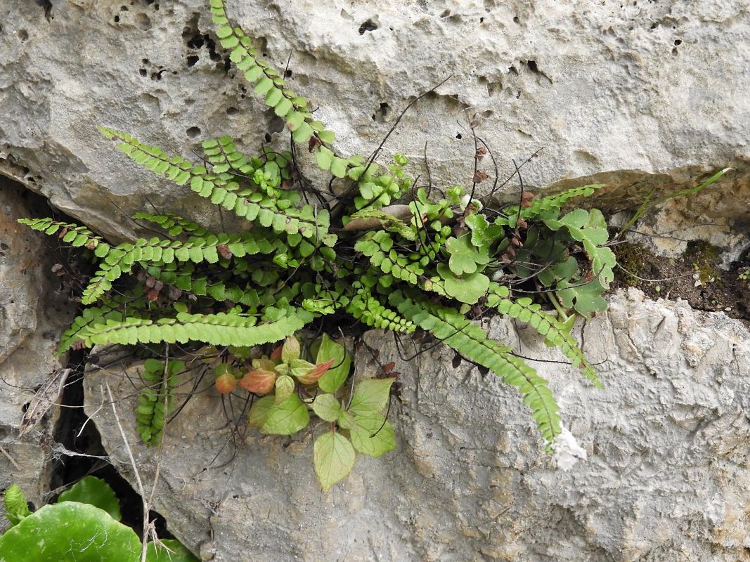 Asplenium trichomanes  - Maria Rita Gelso