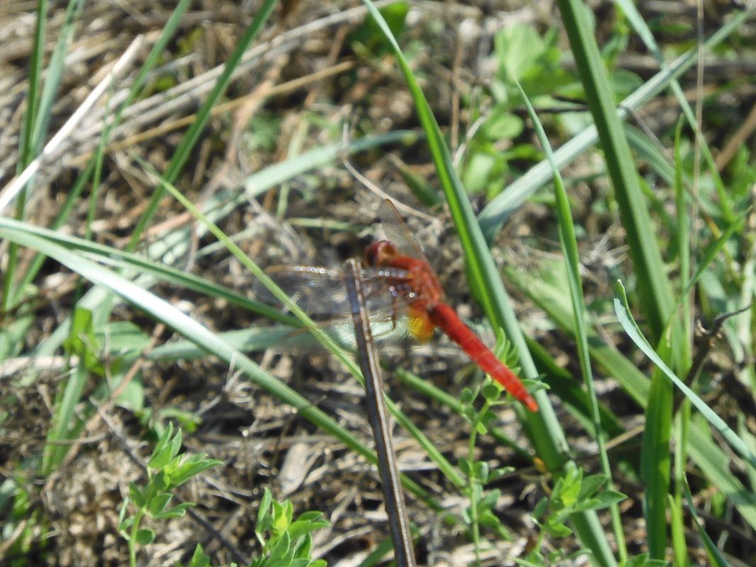 Crocothemis erythraea  - Maria Rita Gelso