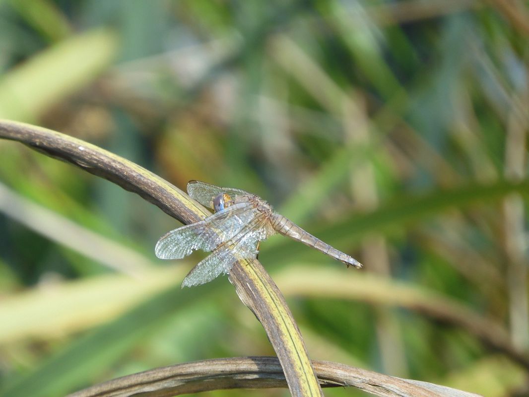 Crocothemis erythraea  - Maria Rita Gelso