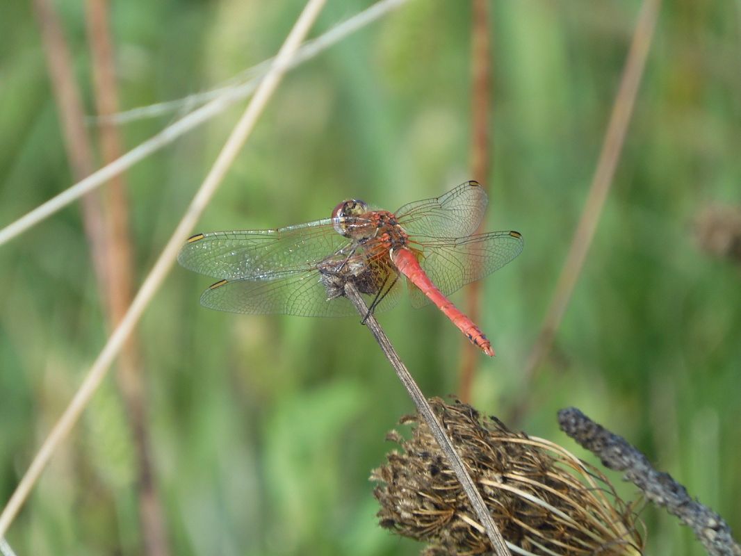 Sympetrum fonscolombei  - Maria Rita Gelso