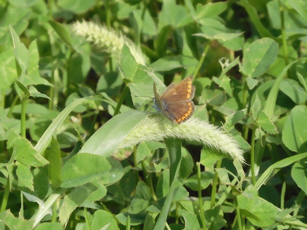 Aricia agestis  - Maria Rita Gelso