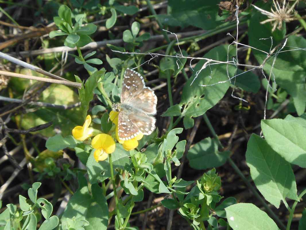 Pyrgus armoricanus  - Maria Rita Gelso