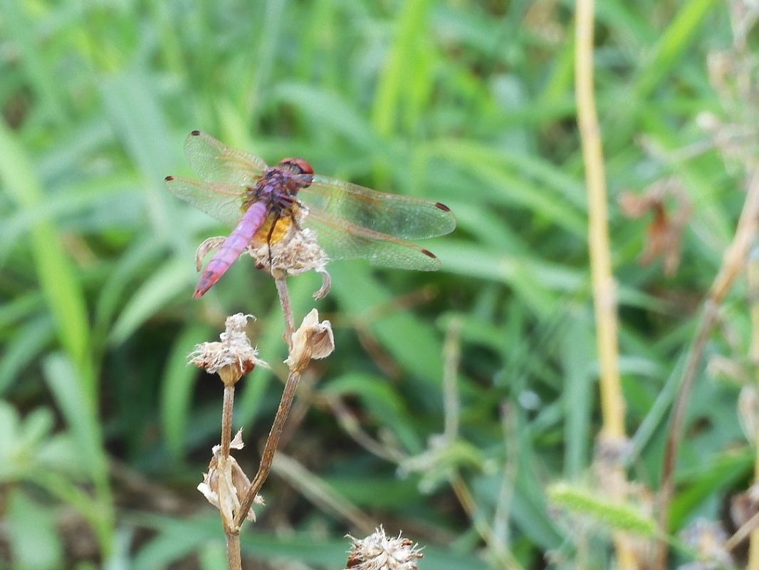 Trithemis annulata  - Maria Rita Gelso