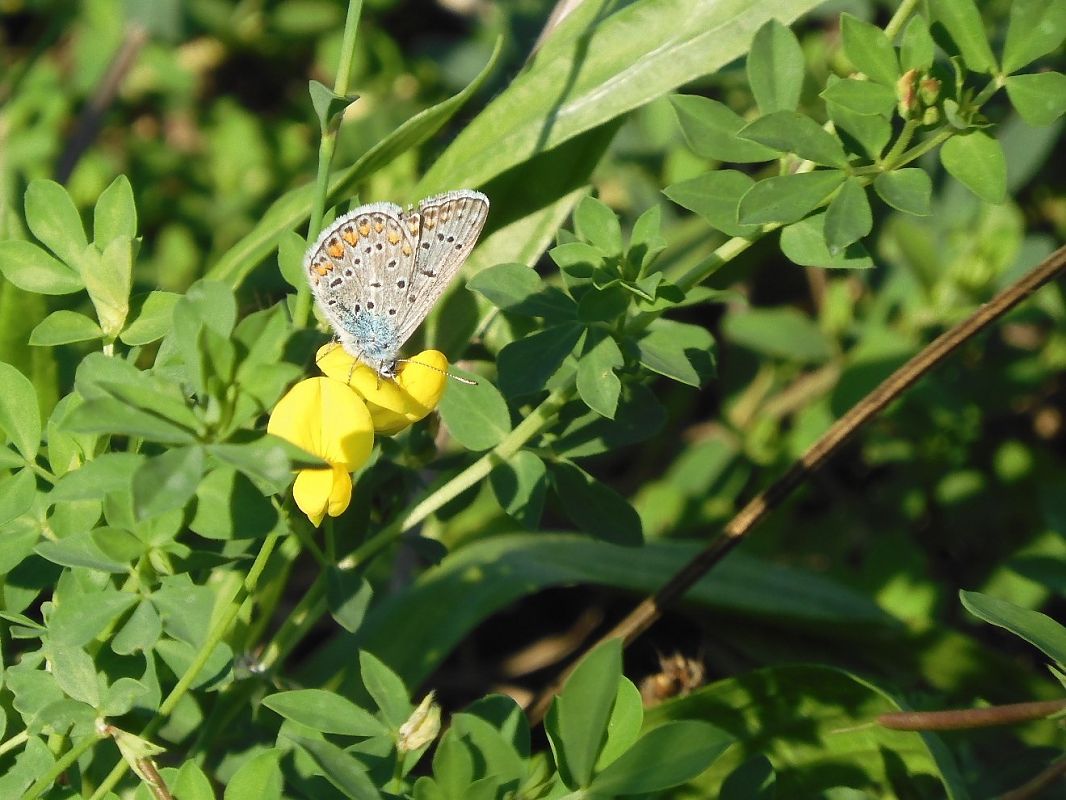 Polyommatus icarius # *  - Maria Rita Gelso