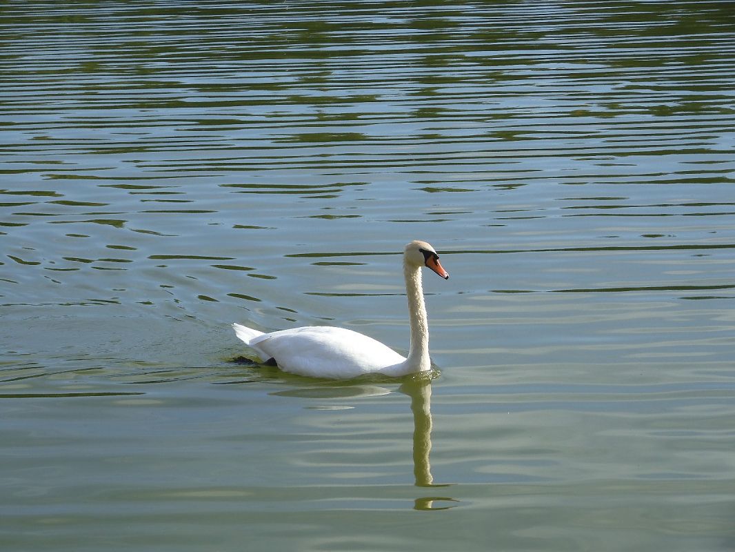 Cigno reale  - Maria Rita Gelso
