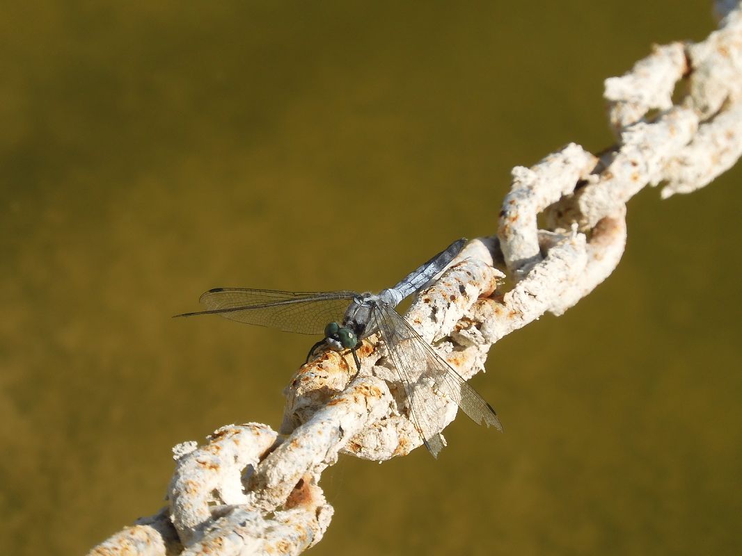 Orthetrum albistylum  - Maria Rita Gelso