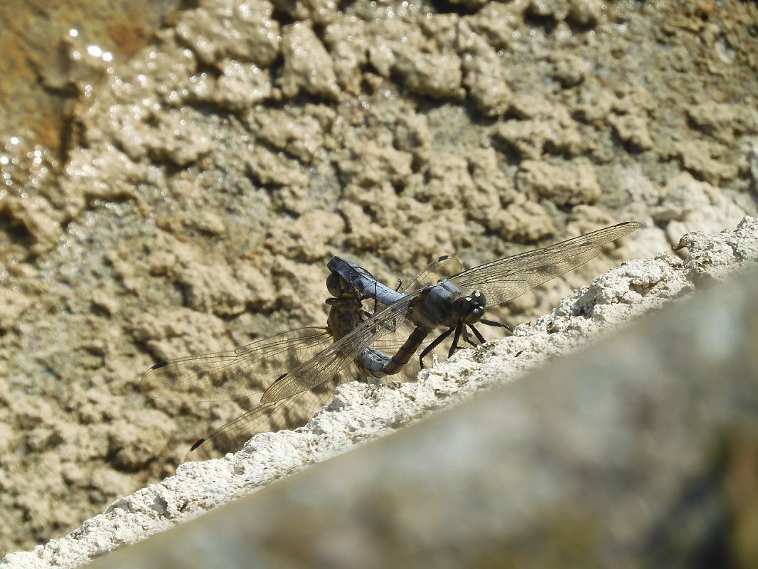 Orthetrum cancellatum  - Maria Rita Gelso