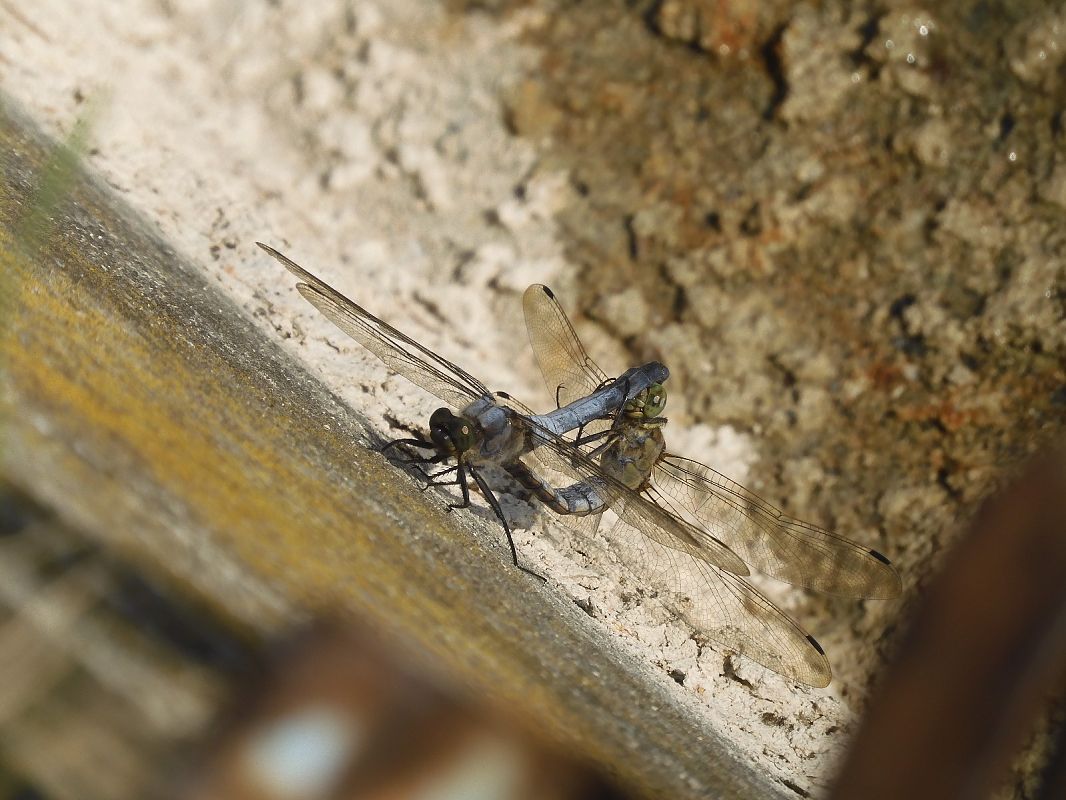 Orthetrum cancellatum  - Maria Rita Gelso