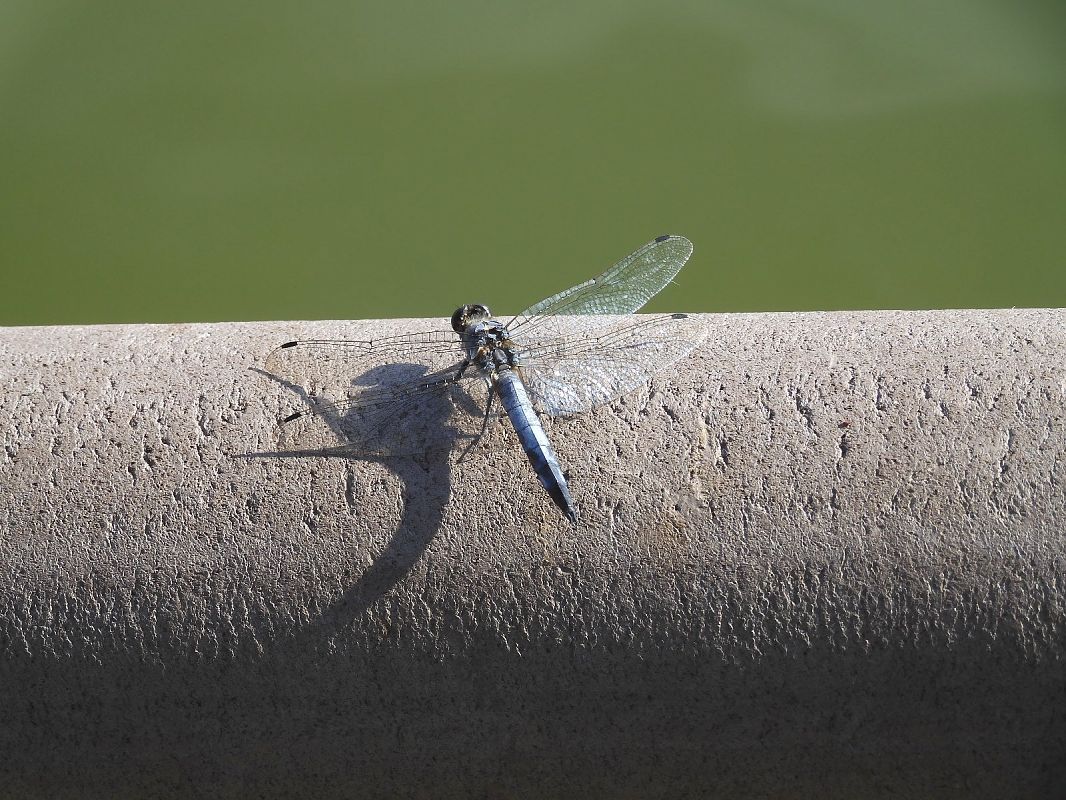 Orthetrum cancellatum  - Maria Rita Gelso