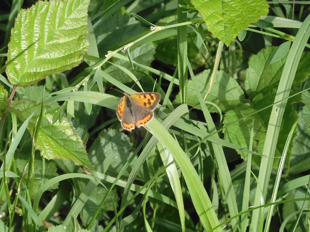 Coenonympha pamphilus  - Maria Rita Gelso