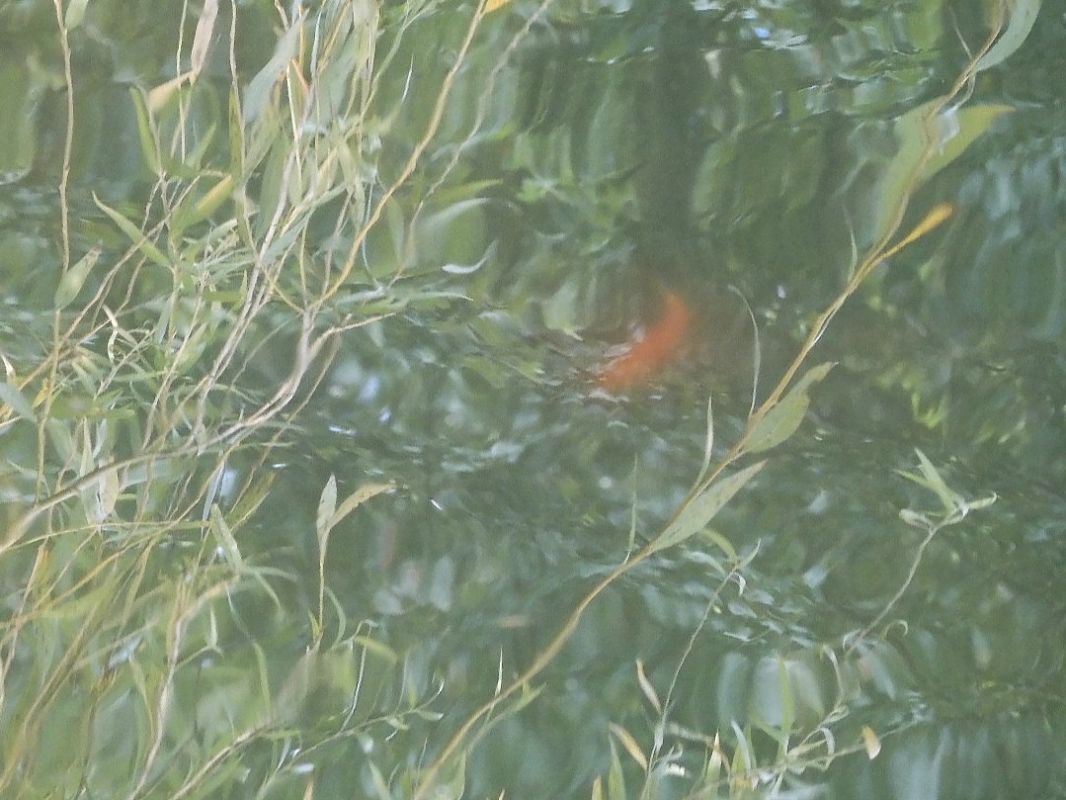 Pesce rosso  - Maria Rita Gelso