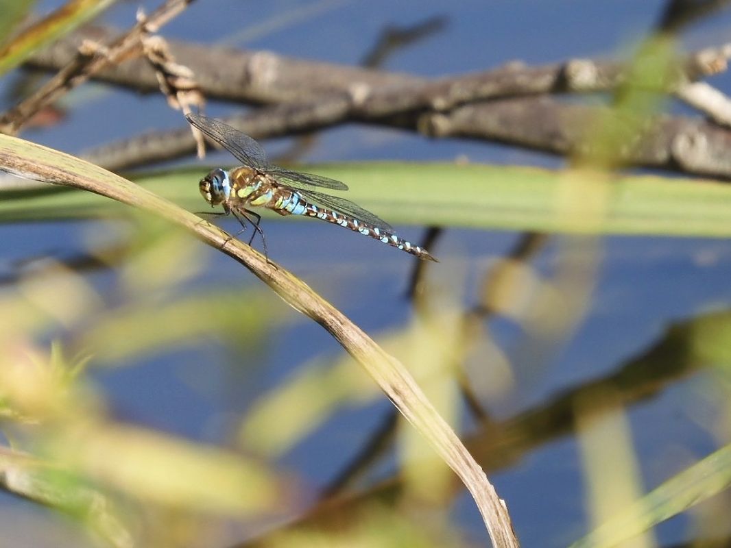 Aeshna mixta  - Maria Rita Gelso