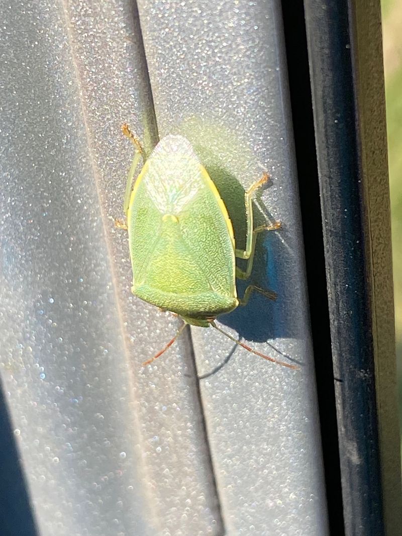 Nezara viridula  - Maria Rita Gelso