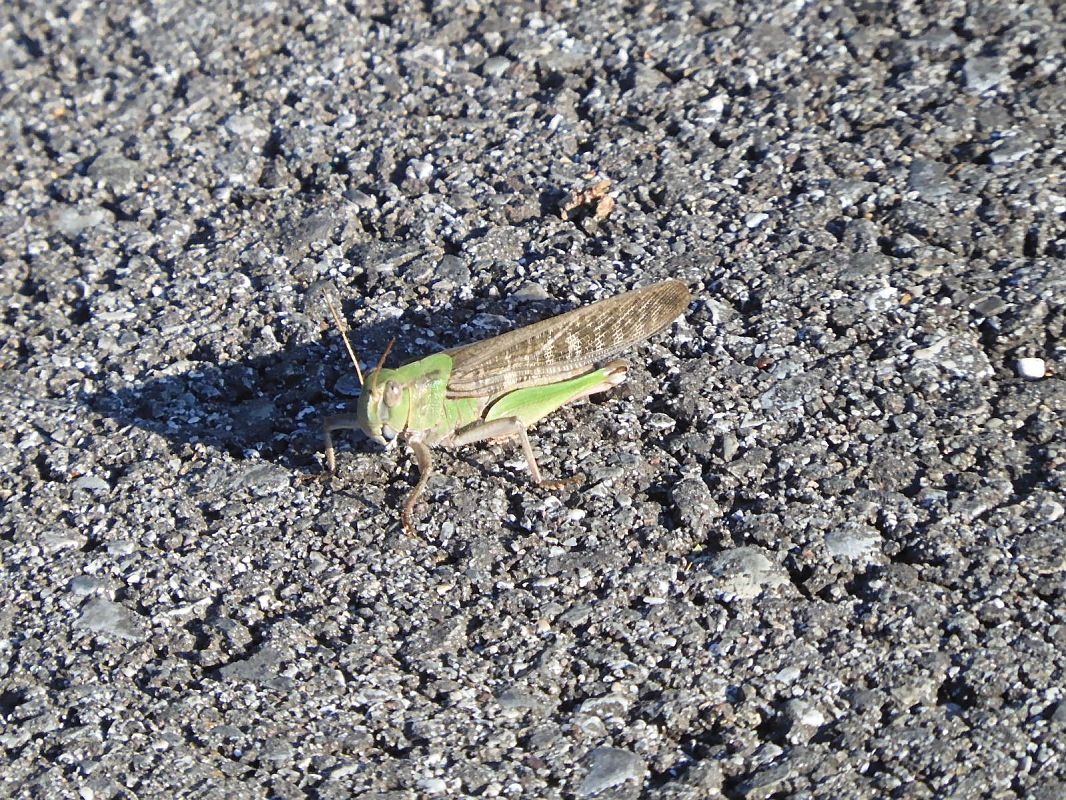 Locusta migratoria  - Maria Rita Gelso