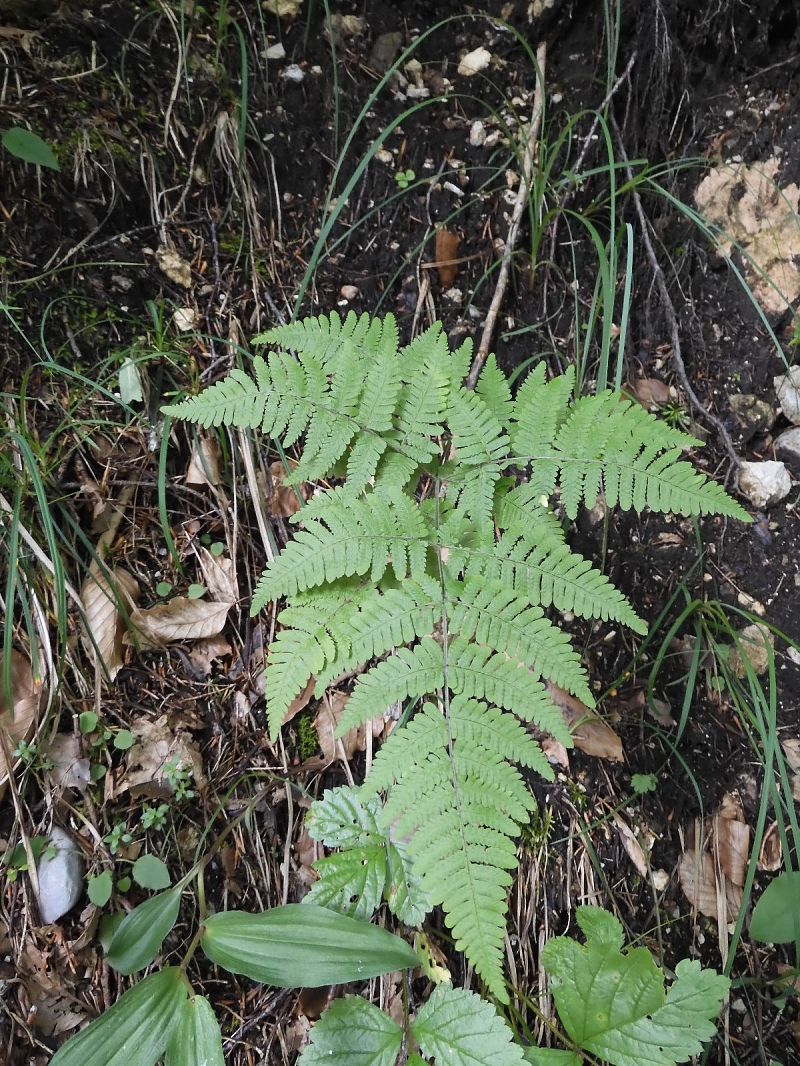 Gymnocarpium robertianum  - Maria Rita Gelso