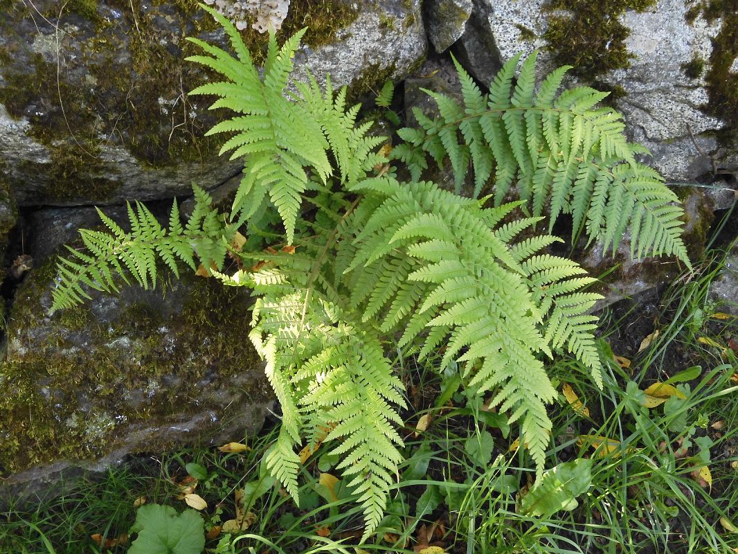 Cystopteris fragilis  - Maria Rita Gelso