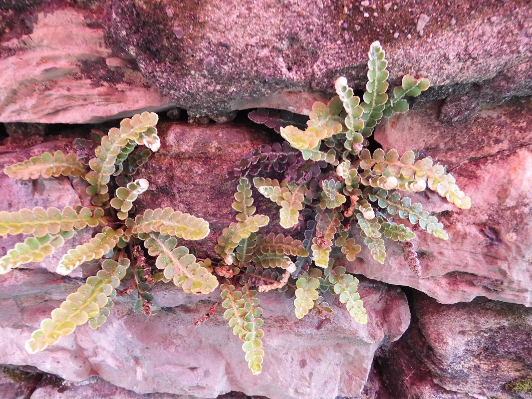 Asplenium ceterach  - Maria Rita Gelso