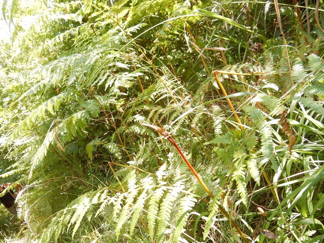 Pteridium aquilinum  - Maria Rita Gelso